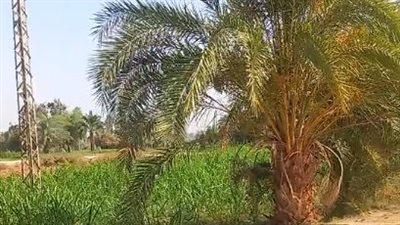 بسبب الرياح الشديدة.. مزارعو الأقصر يأجلون حصاد القمح لعدم استقرار الطقس | بث مباشر