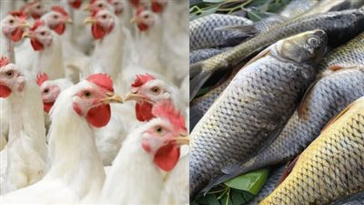 ارتفاع أسعار الأسماك رغم حملات المقاطعة.. واستقرار الدواجن في الأسواق اليوم | بث مباشر