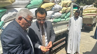 استلمنا 30%.. التموين: إضافة فترة مسائية لاستلام محصول القمح من المزارعين