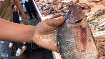 الثروة السمكية: الكهرباء سبب في ارتفاع أسعار الأسماك