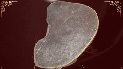 متحف قصر المنيل يعرض قطعة لـ ترابيزة من أذن الفيل