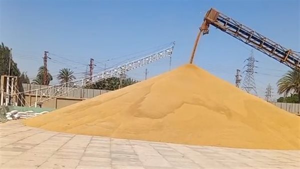 القمح - صورة أرشيفية