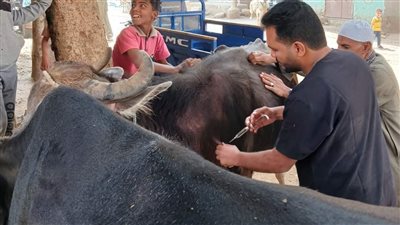 بيطري المنيا تقدم الخدمات البيطرية لـ 746 رأس ماشية بأبو قرقاص 