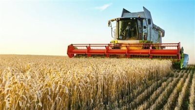 توريد مليون و700 ألف طن قمح للحكومة.. هل نجحت الزراعة التعاقدية مع المزارعين؟