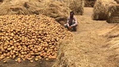 دفعة للصادرات المصرية.. الاتحاد الأوروبي يوافق على تيسير إجراءات تصدير البطاطس المصرية إليه