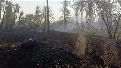 إصابة 3 أشخاص في اندلاع حريق بزراعات النخيل بأسوان.. والحماية المدنية تسيطر عليه