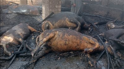 حريق يلتهم 6 رؤوس ماشية وفدان قمح بأسيوط | صور
