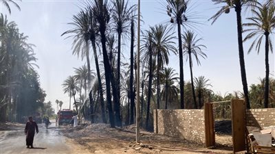 محافظ أسوان يتابع جهود السيطرة على حريق اندلع ببعض أشجار النخيل بقرية الصعايدة بكلح الجبل