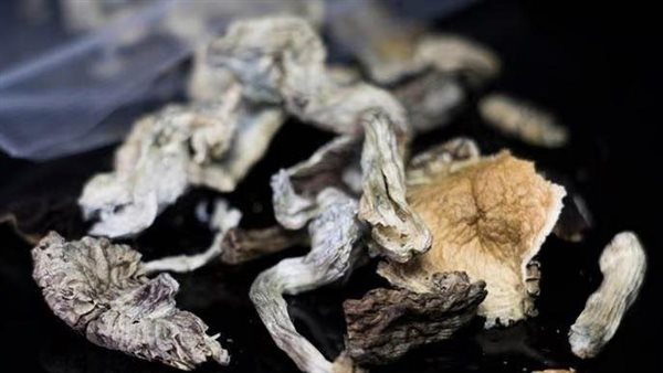 الفطر السحري 