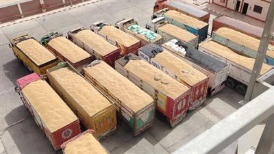 شون وصوامع المنيا تستقبل 146 ألف طن من محصول القمح لموسم حصاد 2024