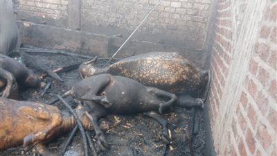 انتداب المعمل الجنائي لمعرفة أسباب حريق بحظيرة مواشٍ بأسيوط