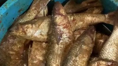 الكيلو بـ 170 جنيهًا.. إقبال كبير على شراء الفسيخ والأسماك بمناسبة شم النسيم | بث مباشر