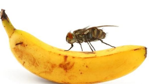 كيفية التخلص من الهاموش