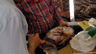 إعدام 155 كجم أغذية غير صالحة خلال حملات تفتيشية بالمنيا