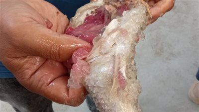 ضبط نصف طن أسماك مملحة فاسدة قبل تداولها في الأسواق بالإسماعيلية