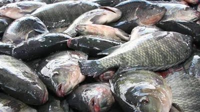 أسعار السمك اليوم الاثنين 30 سبتمبر 2024 في الأسواق