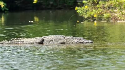 بسبب إعاقته.. أم تلقي صغيرها للتماسيح بعد شجارها مع زوجها