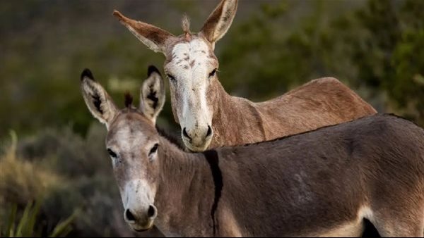 اليوم العالمي للحمار