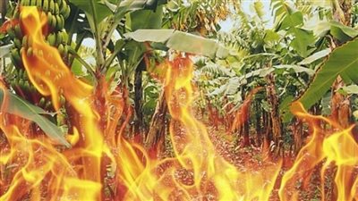 إخماد حريق داخل مزرعة موز بالإسماعيلية 