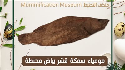 متحف التحنيط بالأقصر يعرض مومياء لـ سمكة محنطة 