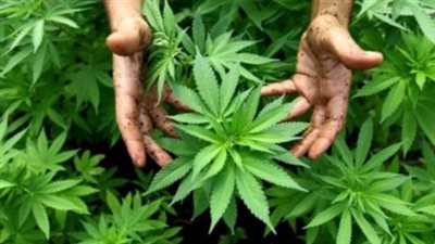 دولة عربية تتجه لبيع منتجات الحشيش في الصيدليات