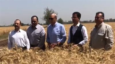 محافظ القليوبية ورئيس جامعة بنها يفتتحان موسم حصاد القمح بكلية الزراعة بمشتهر | بث مباشر