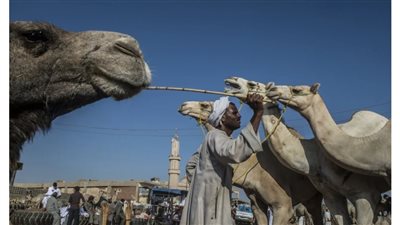 تهديد كبير لمدينة الرياض.. رفع حالة التأهب بالسعودية بعد انتشار فيروس ميرس