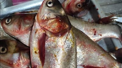 خد بالك.. سمكة السيلفر شبيهة القاروص لا تصلح للاستخدام الآدمي