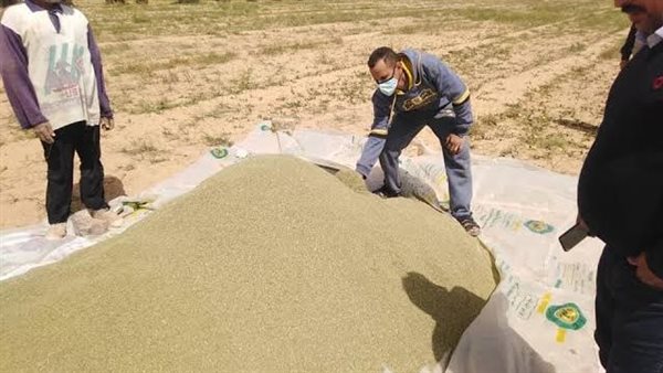 محصول الكمون