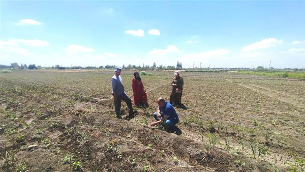 محصول القطن 