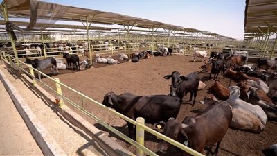 نقيب الفلاحين يزف بشرى سارة للمواطنين: 5 آلاف جنيه تراجعا في أسعار الأضاحي