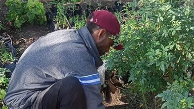 الزراعة: محدودية المياه كانت أحد عوائق التوسع بمشروع توشكى