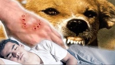 تفسير حلم عض الكلاب في اليد اليمنى.. احذر الأصدقاء المغشوشة