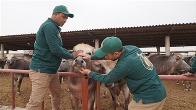 توزيع اللحوم في مصر وغزة.. بيت الزكاة يطلق حملة كبرى لصك الأضحية البلدي
