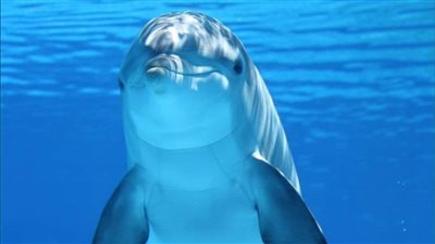 الحفاظ على البيئة بالبحر الأحمر: توقفوا عن مطاردة الدلافين