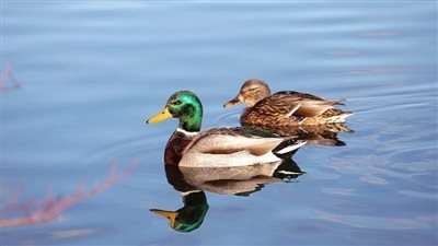 اكتشاف فيروس إنفلونزا الطيور بين حيوانات البرية بنيويورك وقلق من انتقاله إلى البشر