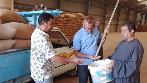 توريد محصول القمح