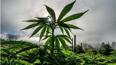 تقارير: أمريكا تصنف الماريجوانا كمخدر أقل خطورة