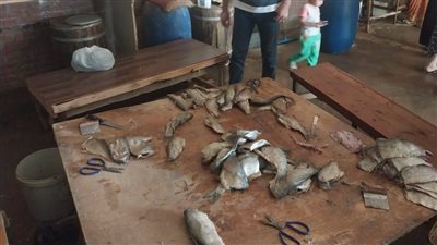 ضبط طن أسماك مملحة غير صالحة للاستهلاك الآدمي في حملة بكفر الشيخ