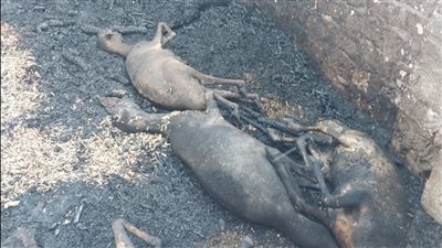 نفوق 17 رأس أغنام في اندلاع حريق بمنزل وحظيرة ماشية بأسيوط