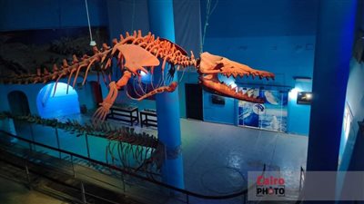 عمره 40 مليون سنة.. شاهد الهيكل الكامل لحوت الـ باسيلوسورس بالغردقة| صور وفيديو