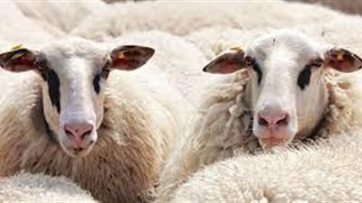 ما حكم الأضحية للمسافر والحاج؟.. الإفتاء توضح