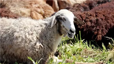 قبل شراء الأضاحي.. هل الأضحية ذات القرن المكسور جائزة؟ 