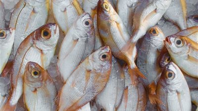 أسعار السمك اليوم الجمعة 30 أغسطس 2024 في الأسواق 