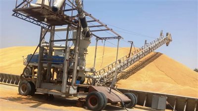 محافظ أسوان: توريد 225 ألفا و427 طن قمح حتى الآن لموسم الحصاد 