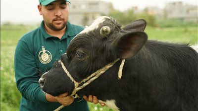 بيت الزكاة يوزع 2 كيلو لحم على كل أسرة مستحقة بجميع المحافظات يوم عرفة