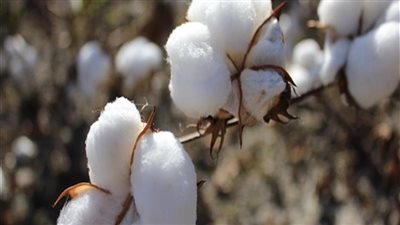 من الفيوم إلى دمياط.. تفاصيل مزادات بيع القطن في مصر لآخر أسبوع بديسمبر 2024