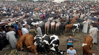 أسعار الأضاحي اليوم في مصر قبل عيد الأضحى.. اللحمة بكام النهاردة؟