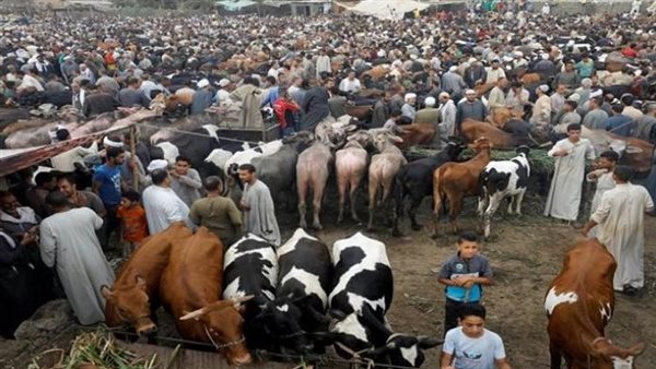 أسعار الأضاحي اليوم