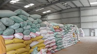 شون وصوامع المنيا تستقبل 405 آلاف طن من محصول القمح لموسم حصاد 2024